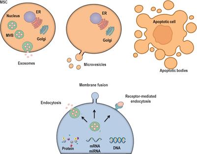 Mesenchymal Stromal Cell-Derived Extracellular Vesicles in Lung Diseases: Current Status and Perspectives